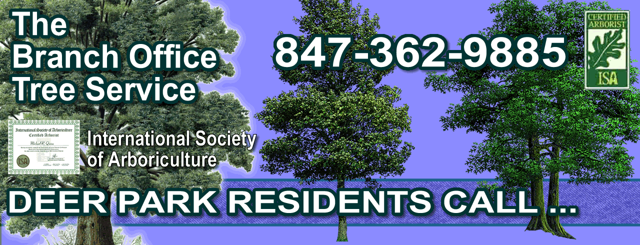 Complete Tree Trimming and Maintenance Service in The Village of Deer Park.