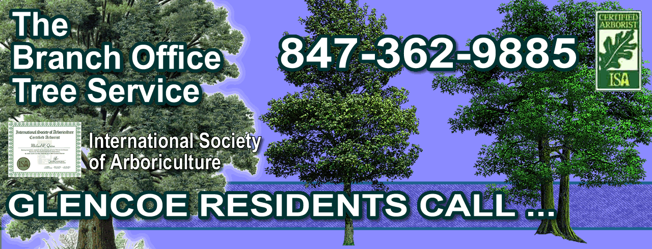 Glencoe Tree Trimming - Since 1984 - Call 847-362-9885