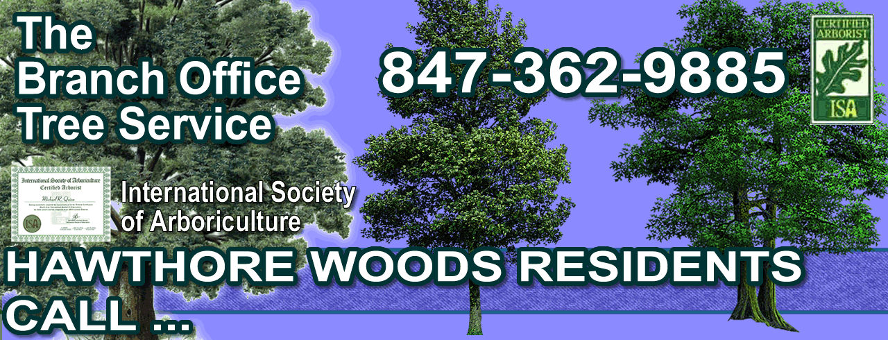 Tree Trimming Excellence in Hawthore Woods Serving Homeowners and Businesses Since 1984