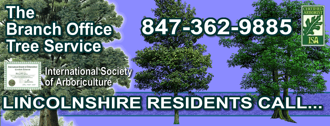 Complete Tree Care in Lincolnshire.