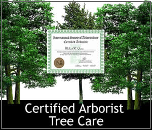 Contact Us for Safe, Healthy, Beautiful Trees and Maintenance