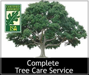 tri tbo tree service 3 3