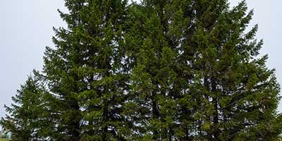The Branch Office Tree Service - Winnetka - Emergency Tree Services