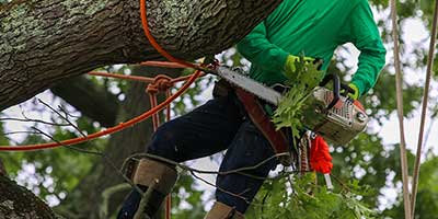 The Branch Office Tree Service - Winnetka - Emergency Tree Services