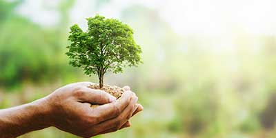 The Branch Office Tree Service - Winnetka - Emergency Tree Services