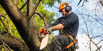 The Branch Office Tree Service - Winnetka - Emergency Tree Services