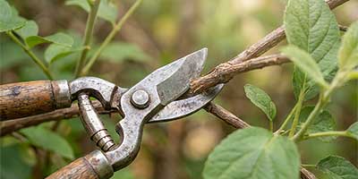 The Branch Office Tree Service - Winnetka - Emergency Tree Services