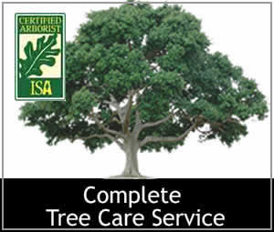 The Branch Office Tree Service - Winnetka - Emergency Tree Services